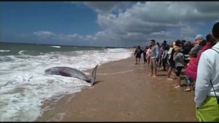 Muere delfín en Islantilla (Huelva) tras tratar sin éxito devolverlo al agua