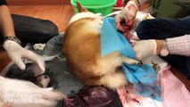 Mổ đẻ cho chó Meo - nhà Mật đón 8 bé Corgi sơ sinh^^