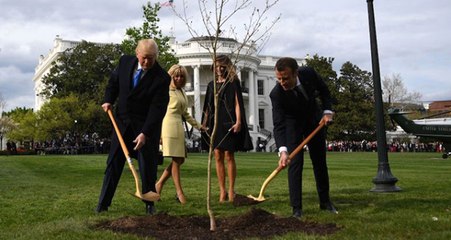 Macron'un Trump'la Birlikte Beyaz Saray'ın Bahçesine Diktiği Ağaç Fidanı Kaldırıldı