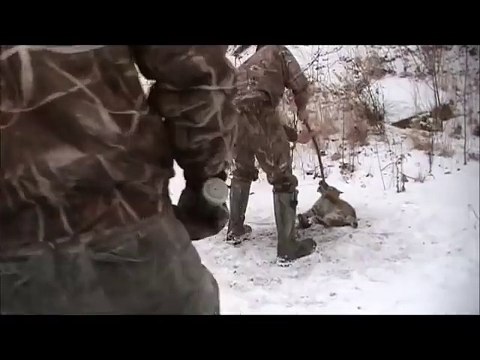 Ce chasseur tente de sauver un lynx piégé mais ce n'est pas chose facile