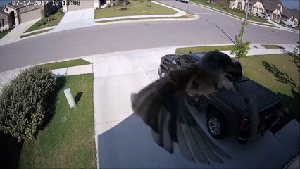 Un oiseau en lévitation. Effet d'optique incroyable