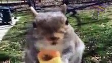 Animals Never Fail to Make us Laugh__Laugh With Me.