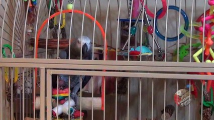 Demanding parrot supervises dinner preparations