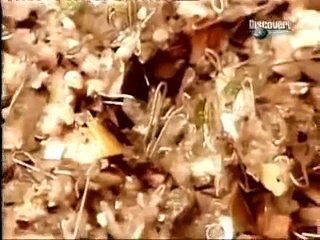 MIRA COMO SE HACE EL PAPEL HIGIENICO! *NO LO CREERAS*