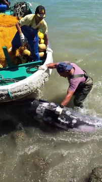 Terrifié ce Dauphin fuit des chasseurs au Japon ! Cruauté animale...