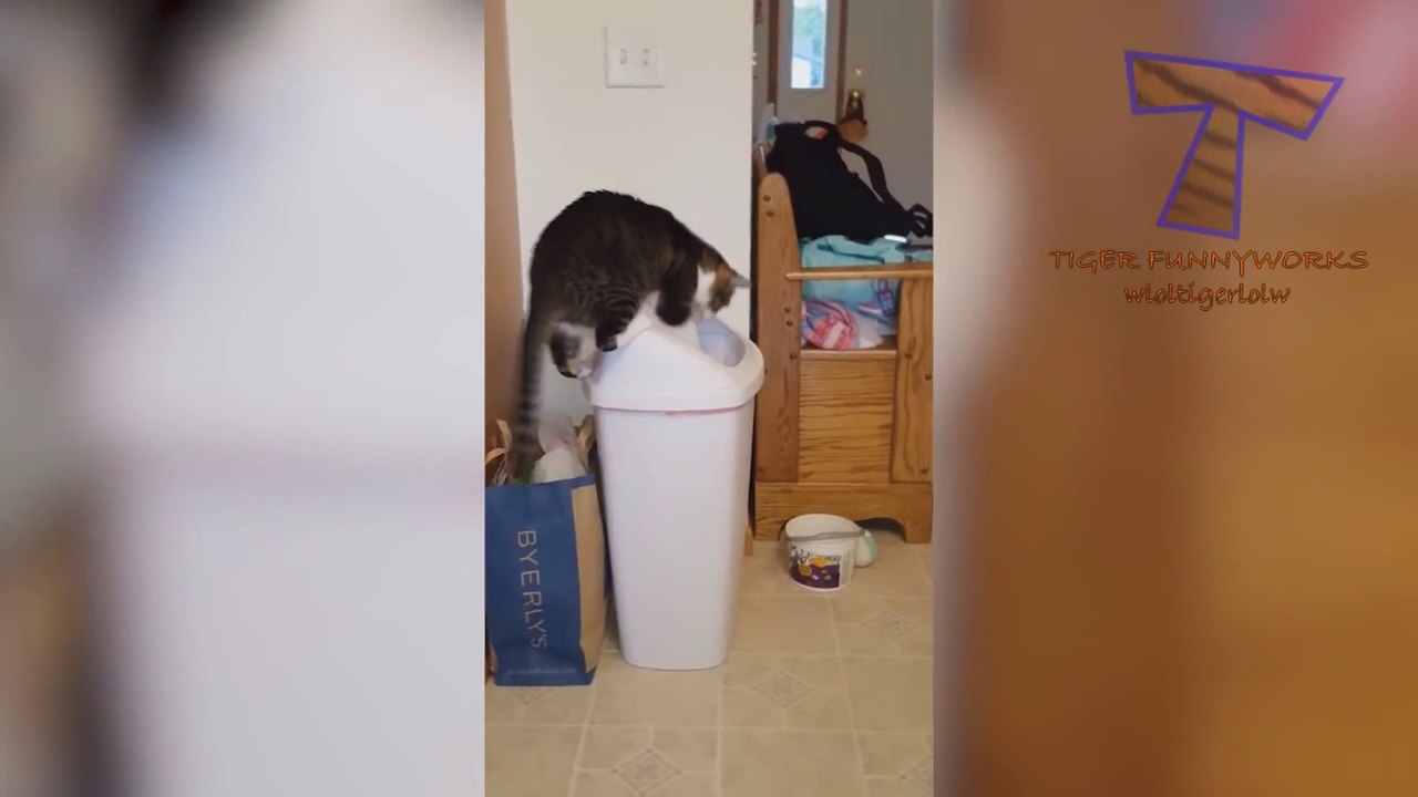 CATS acting very FUNNY and WEIRD - PREPARE to LAUGH SUPER HARD!