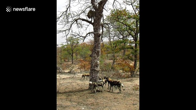 Pack of wild dogs trap snarling leopard in tree in South Africa