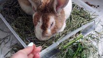 ASMR The Story of My Bunny, Spooner