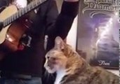 Brutal Cat Nails Death Metal Vocals
