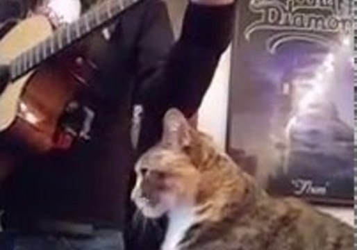 Brutal Cat Nails Death Metal Vocals