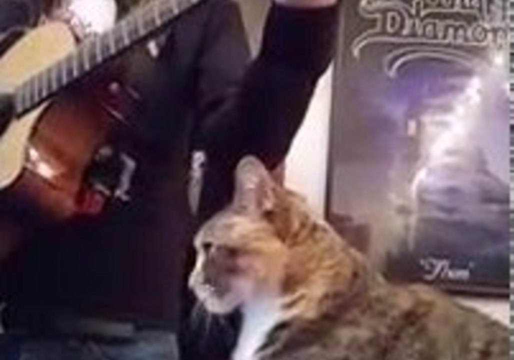 Brutal Cat Nails Death Metal Vocals