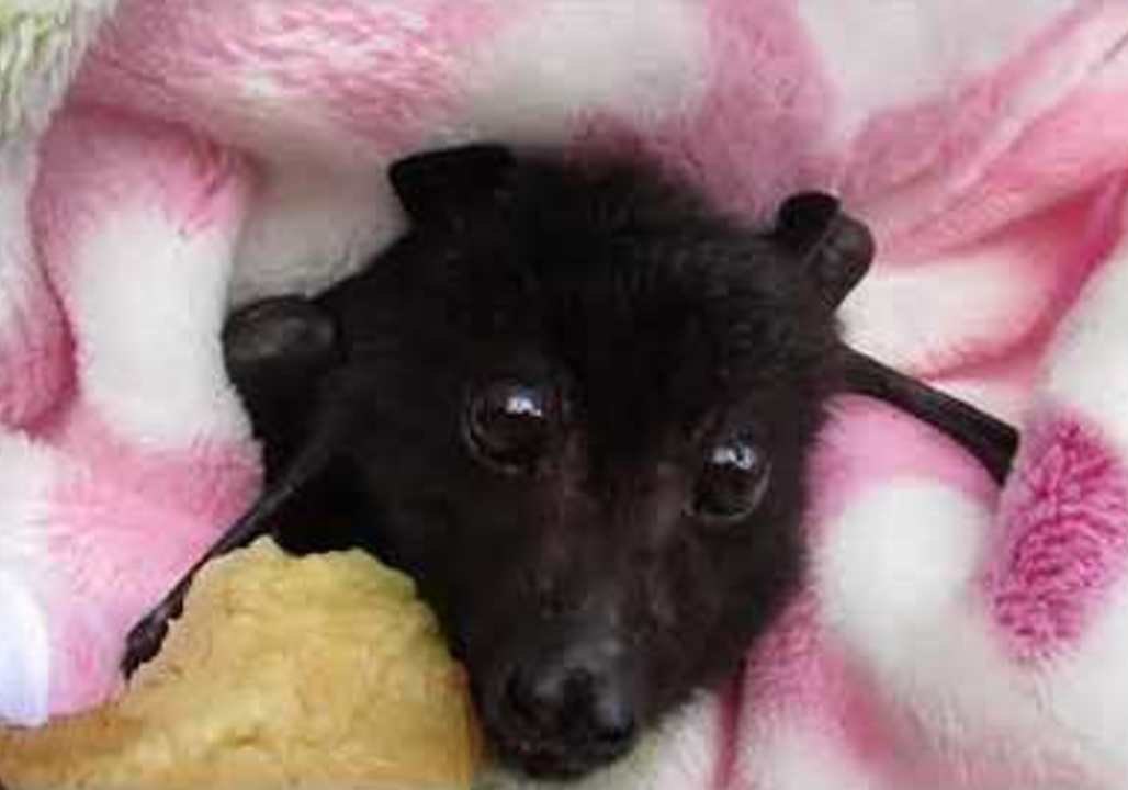 Rescued Baby Bat Enjoys Banana video Dailymotion