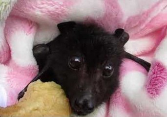 Download Video: Rescued Baby Bat Enjoys Banana