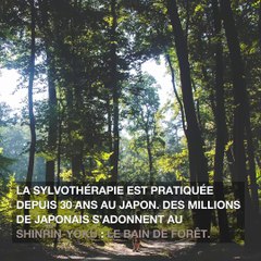 Sylvothérapie : ces arbres qui nous font du bien