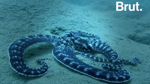 La pieuvre mimétique : un talent d'imitation inégalé