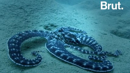 La pieuvre mimétique : un talent d'imitation inégalé