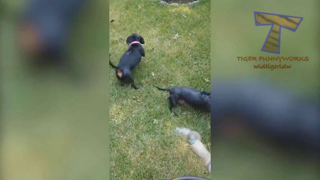 Whoever thinks CATS ARE FUNNIER THAN DOGS is WRONG! - TRY NOT TO LAUGH at FUNNY DOGS