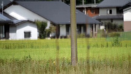 コウノトリ野生復帰１０年 (2)