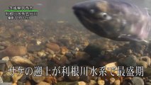 サケの遡上が利根川水系で最盛期
