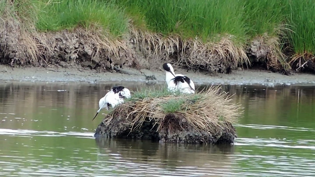 L'Avocette