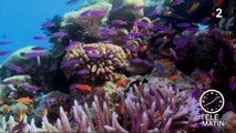 Australie : 372 millions d'euros pour protéger la Grande barrière de corail