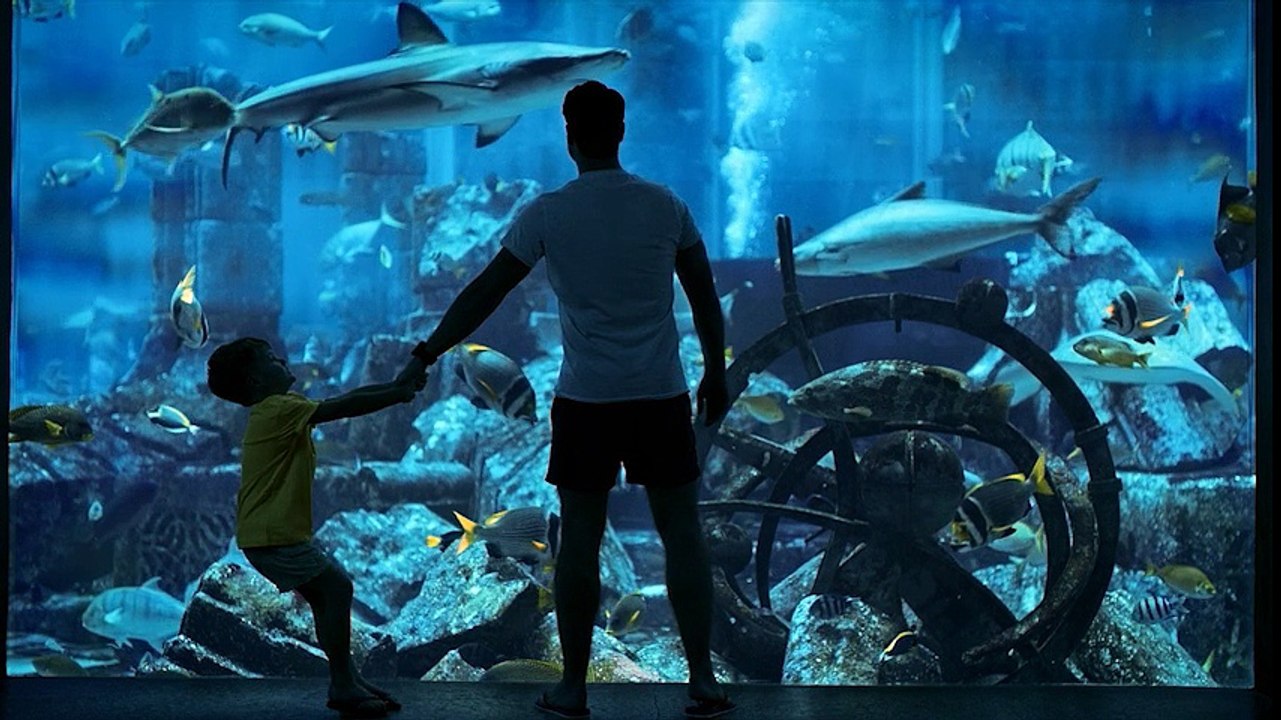 You're Daring in Water - Dive with the Sharks at Ambassador Lagoon