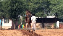 Camel ploughing a field - This could happen only in India!