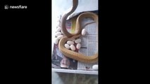 Rescued cobra filmed laying 23 eggs