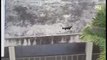 Rescue of lost kittens with help of drone