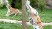 Animals Can Be Make Fun- Kids and Wild Animals at the Zoo_HIGH1525084396353