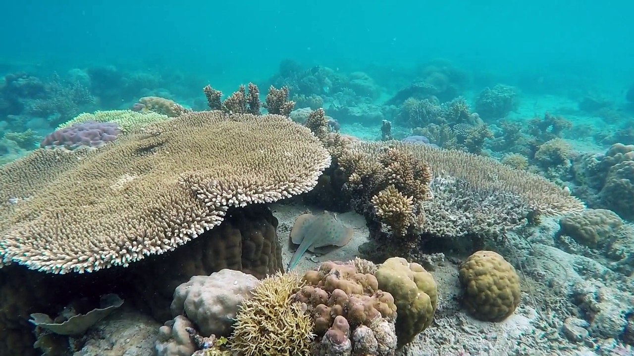 Creatures Underwater