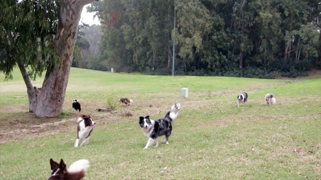 dogs-playing