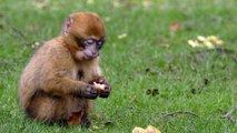 little-monkey-eating-bread