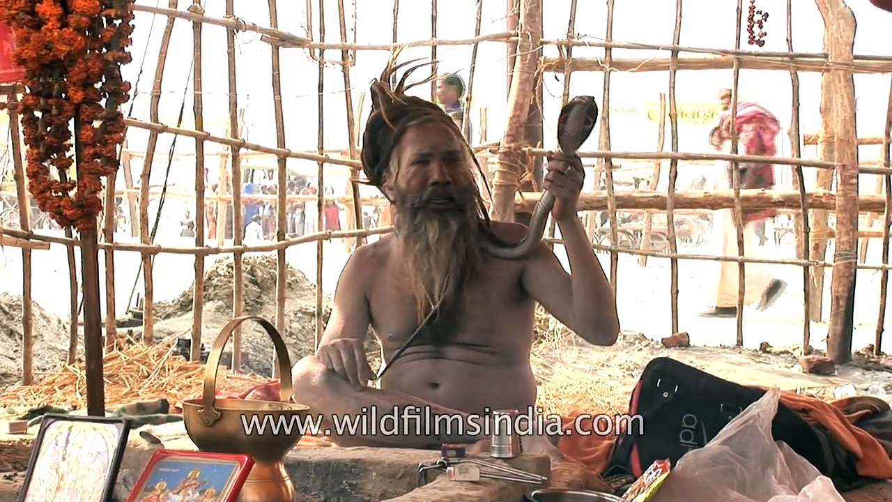 Indian godman wears live Cobra around his neck...