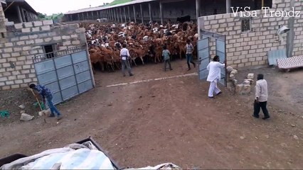 Huge number of Cows getting out of Shed...!!!Rare scene!!!