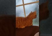 Confused Kitten Experiences His First Rainy Day