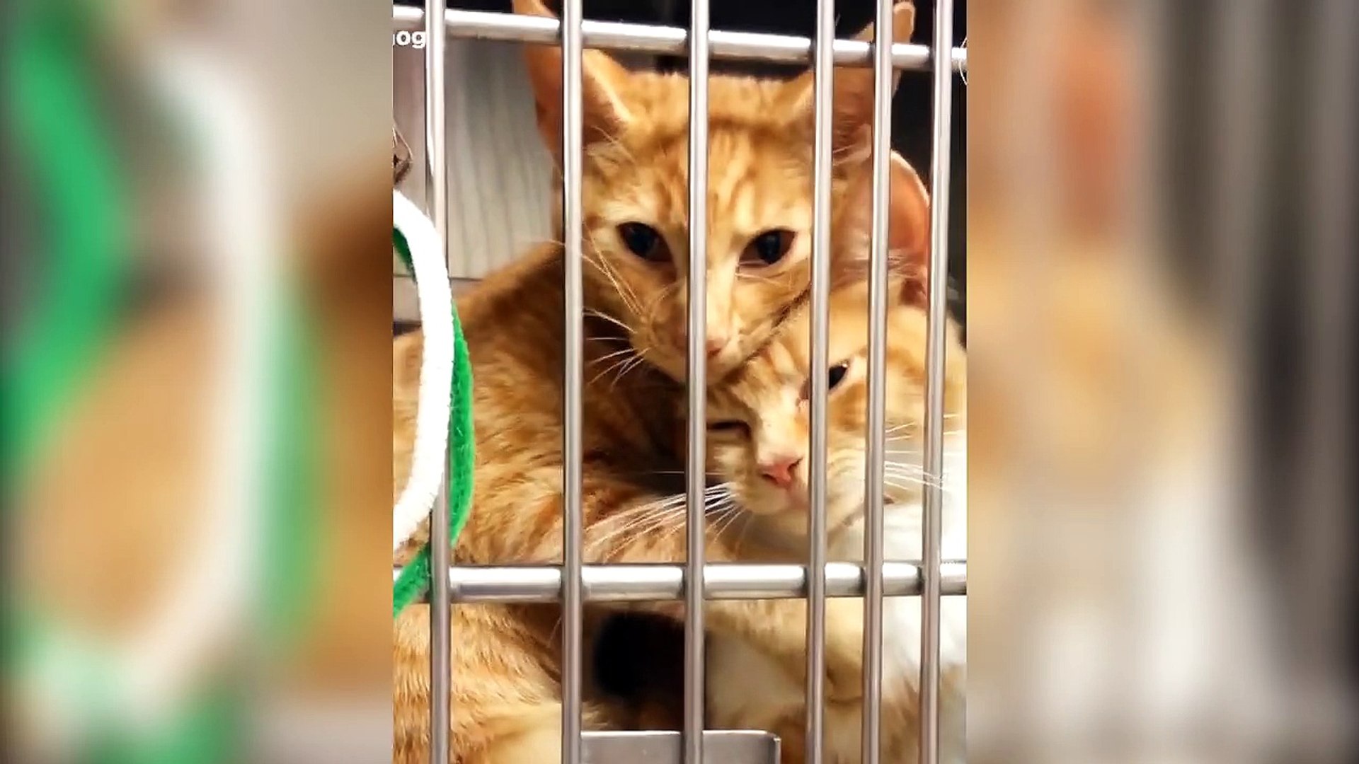 ⁣Pets Taking Care Of Other Pets Compilation