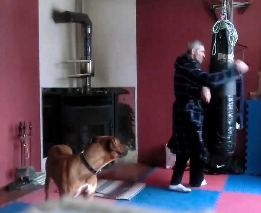 Poor dog!