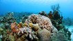 Cayman Islands: Reefs