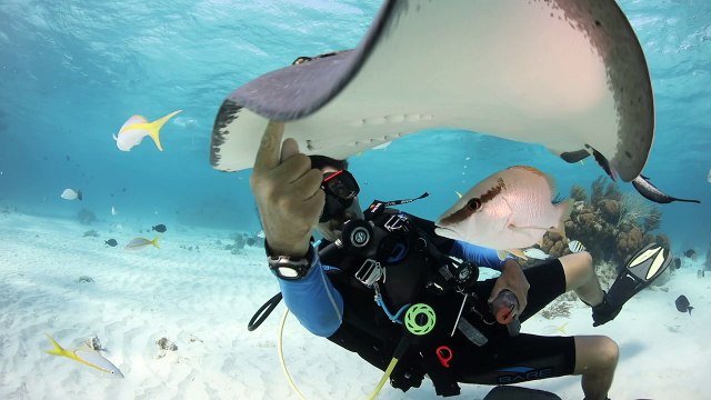 Cayman Islands: Stingray City