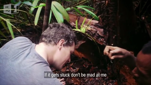 Des larves pour se nettoyer les oreilles dans la jungle