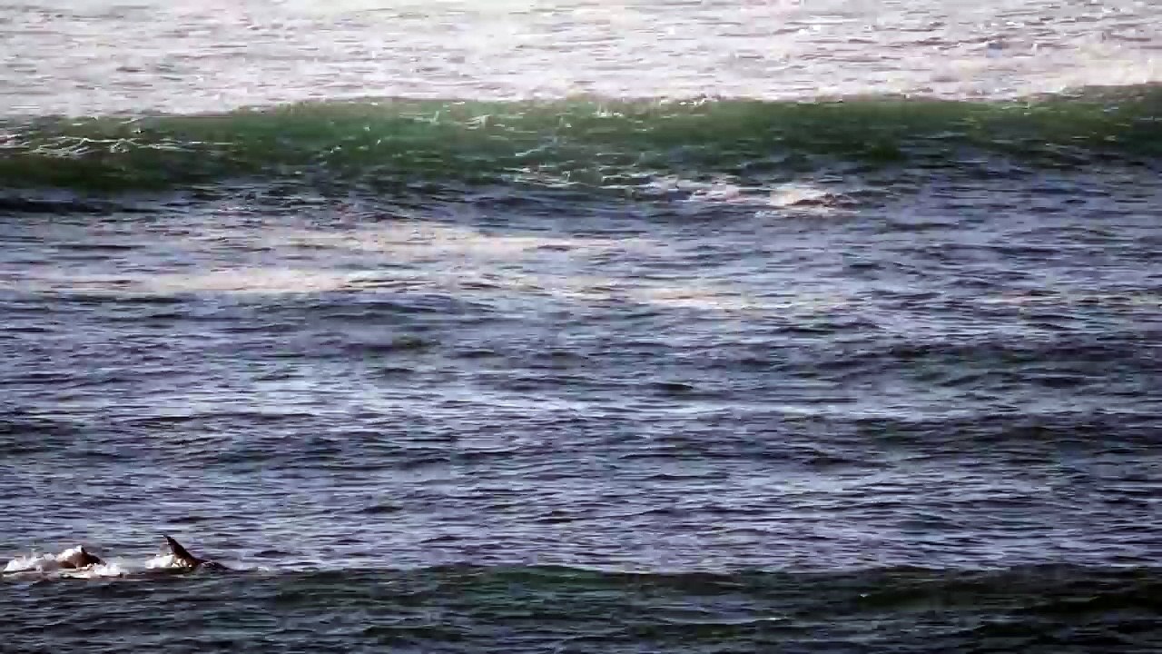 Paddleboardeur vs Dauphin