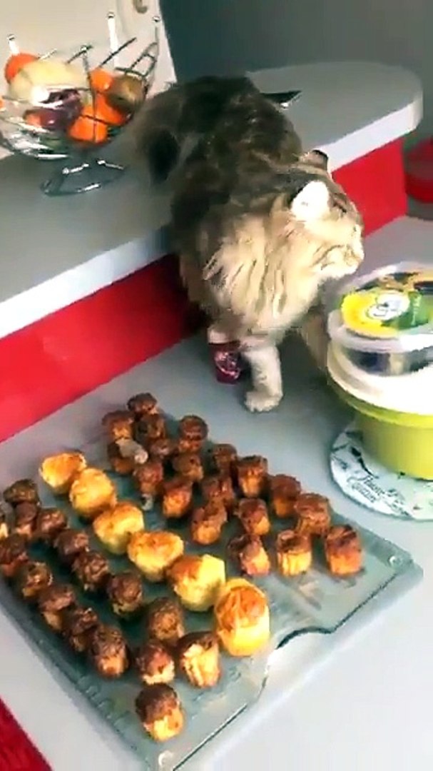 Le Chat A Chie Dans Les Gateaux Video Dailymotion