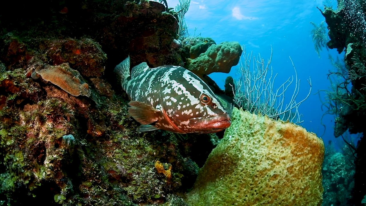 Cayman Islands: Lea Lea's Lookout Wall Little Cayman