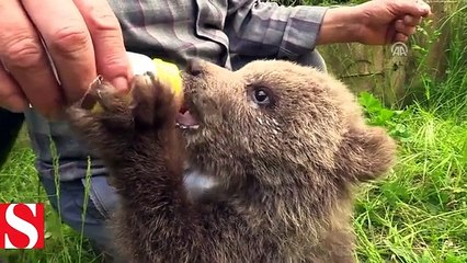 Artvin ve Rize´de annesiz ayılara bebek gibi bakıyorlar