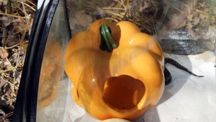 VLOG. Good bye, little snake!