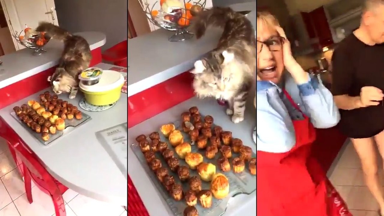 Le chat a chié dans les gâteaux
