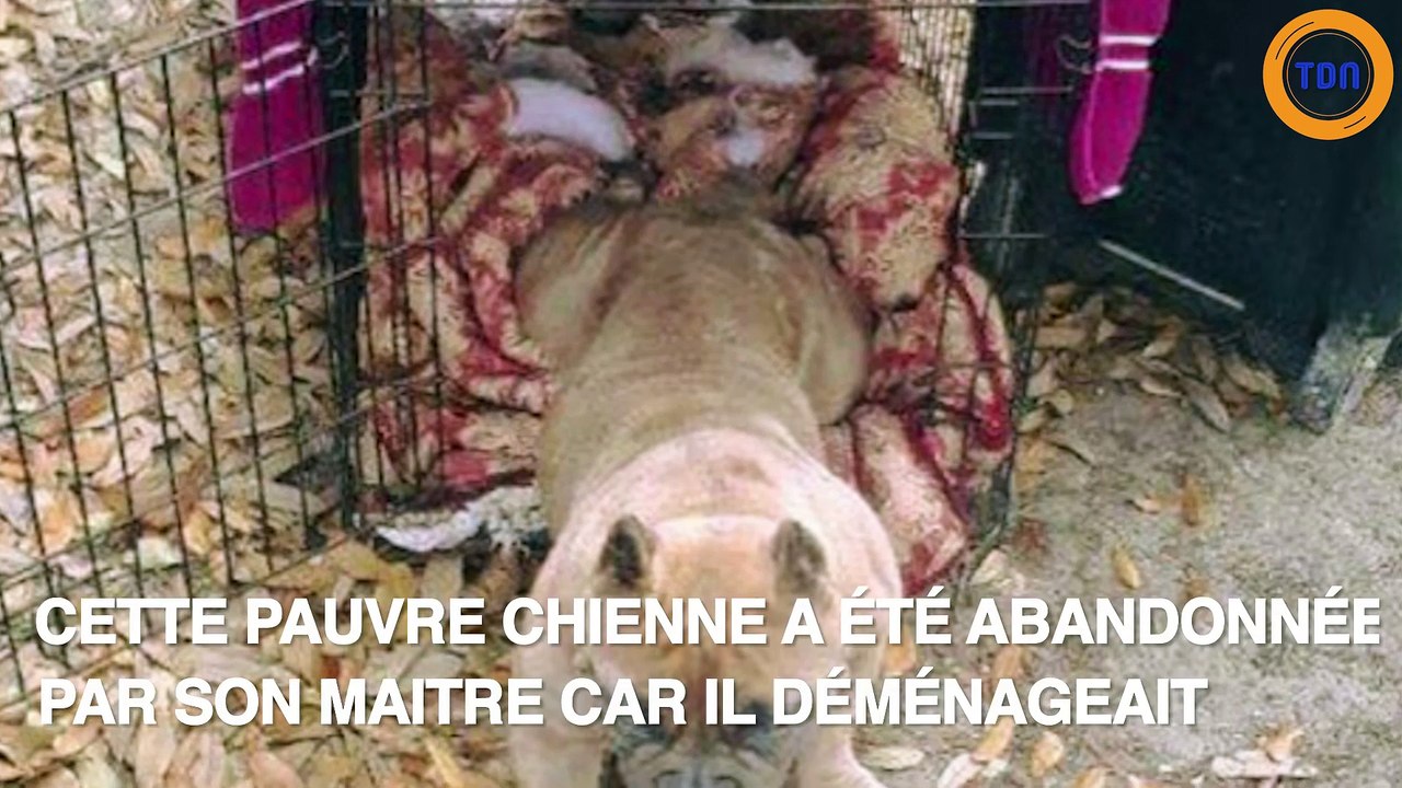 Une petite chienne abandonnée