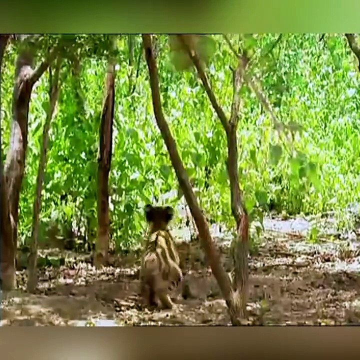Tiger goes mad on chimpanzee, and finally stikes to catch him