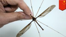 World’s biggest mosquito discovered in China - TomoNews